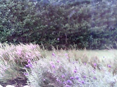 2017-08-06_cam_1-outdoor.png