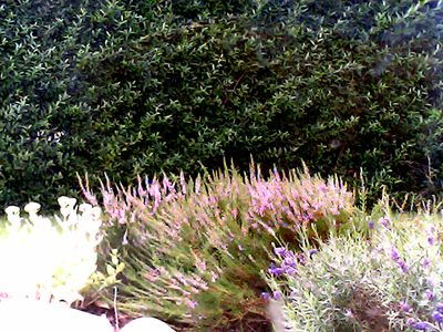 2017-08-06_cam_2-outdoor.png