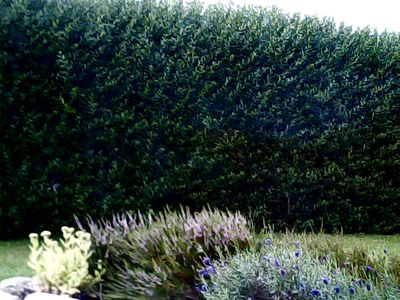 2017-08-06_cam_3-outdoor.png