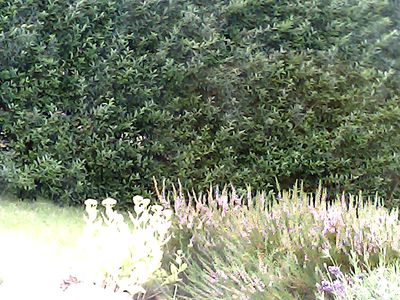 2017-08-06_cam_4-outdoor.png