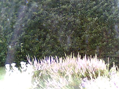 2017-08-06_cam_5-outdoor.png