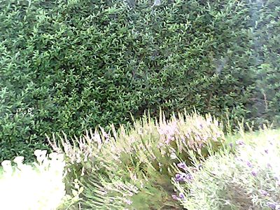 2017-08-06_cam_6-outdoor.png