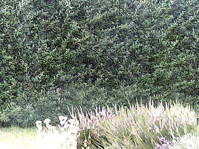 2017-08-06_cam_8-outdoor.png